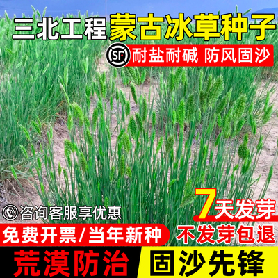 蒙古冰草种子荒漠复绿披碱草种籽