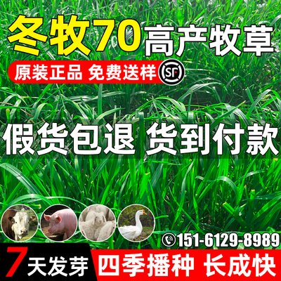 冬牧70黑麦草高产高蛋白畜牧养殖