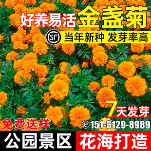 金盏菊花籽耐寒耐旱公园景区花海打造重瓣大花种子多年生花卉种籽