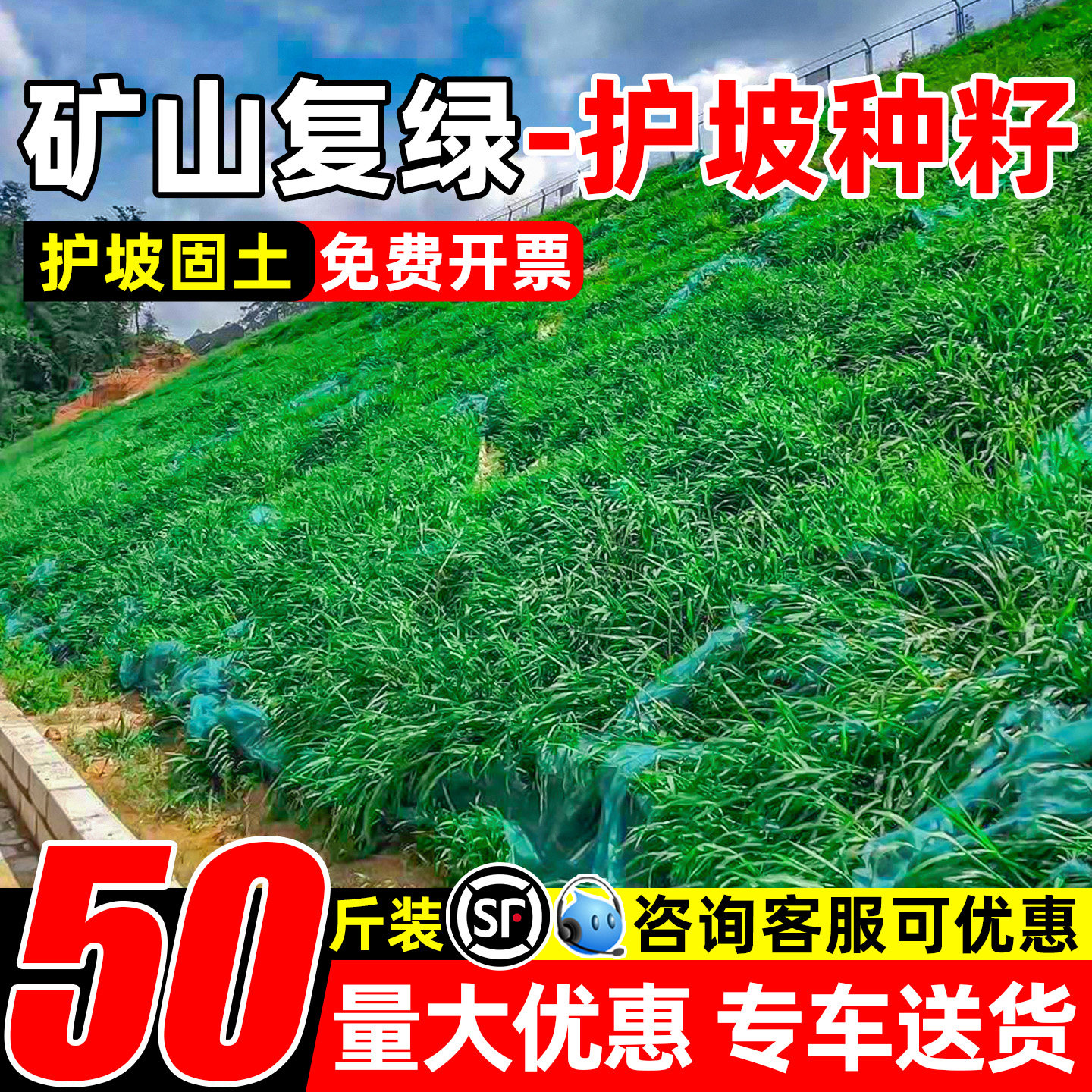 四季常青护坡固土耐寒耐旱矿山边坡绿化草坪草籽高羊茅黑麦草种子