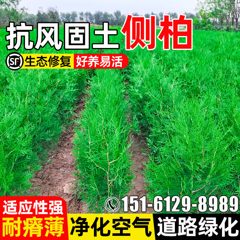 侧柏树护坡固土生态修复道路绿化
