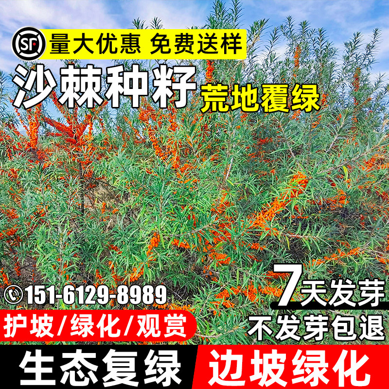 沙棘种子荒地复绿灌木护坡固土边坡绿化工程生态修复耐寒耐旱草籽