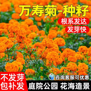 万寿菊花种籽四季播种耐寒耐旱公园庭院花籽花海景观野花组合种子