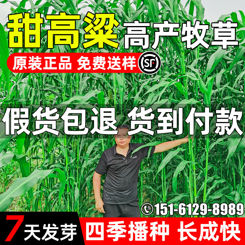 进口甜高粱牧草种籽畜牧草籽高产