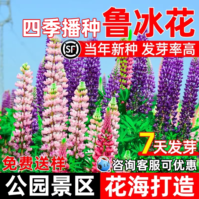 鲁冰花种籽耐热耐旱公园景区花海