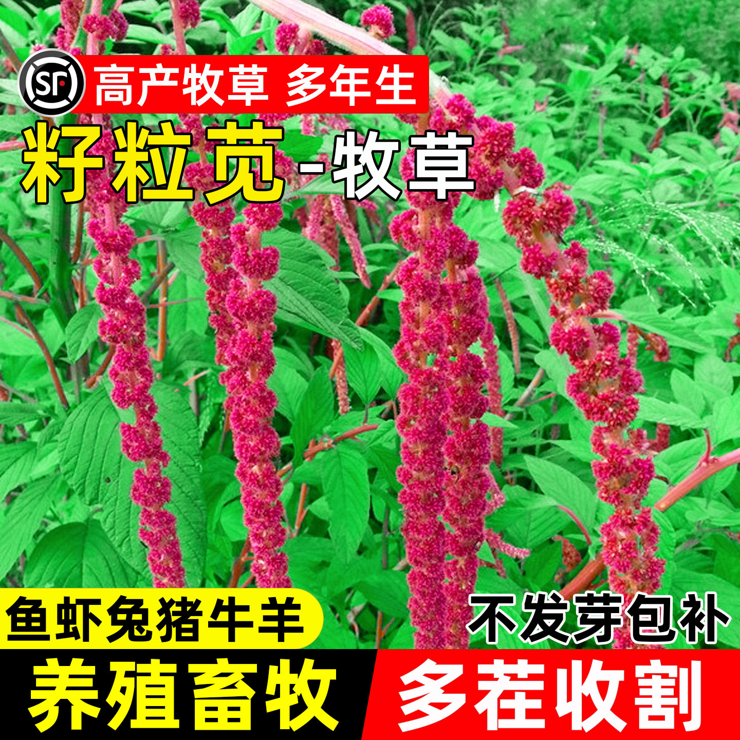 美国籽粒苋四季高产高蛋白多年生
