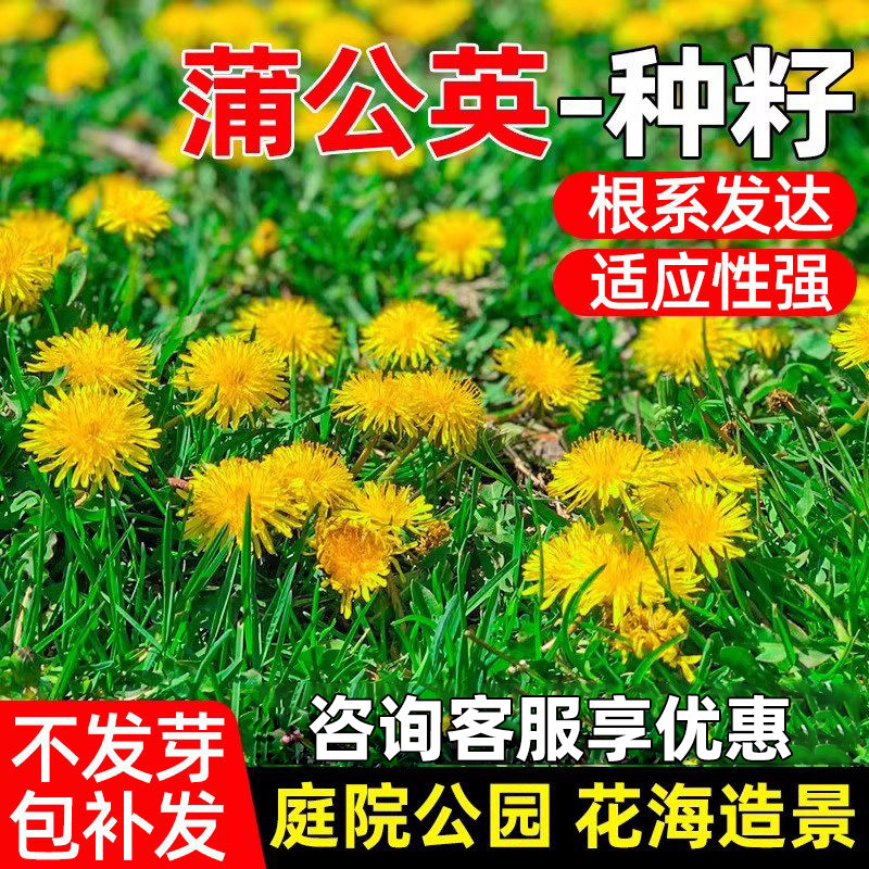 蒲公英种子庭院公园四季花海野菜