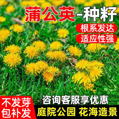 蒲公英种子庭院公园四季花海野菜