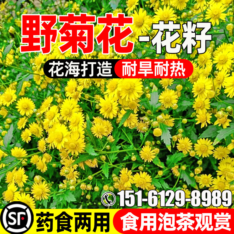 野菊花种子公园景区花海打造观赏