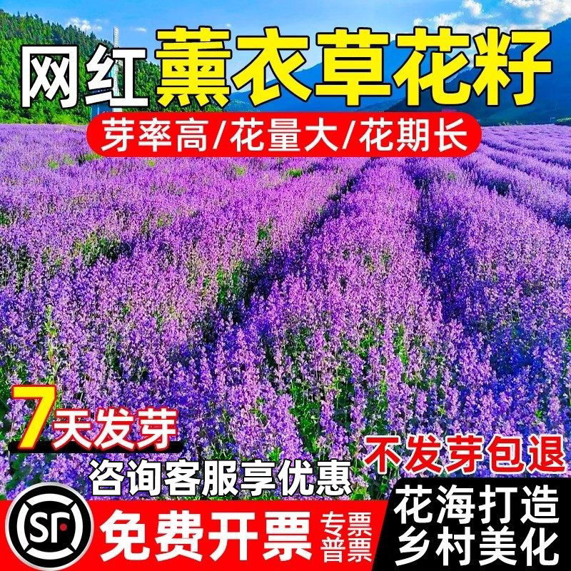 薰衣草花籽花海打造绿化乡村花卉