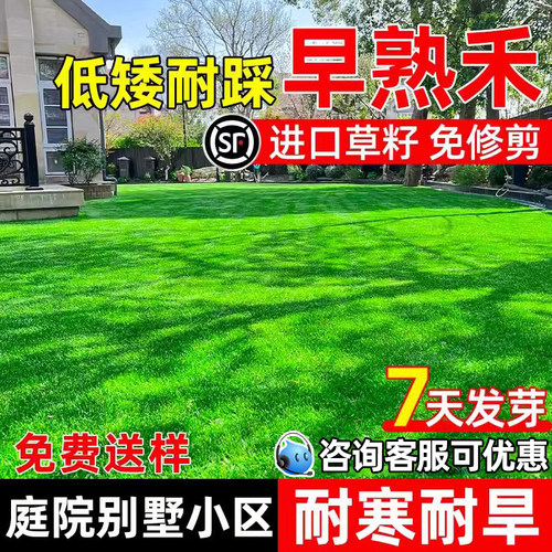 早熟禾四季常青庭院别墅草坪草籽