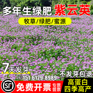 紫云英种子四季高产多年生高蛋白牧草种籽耐寒耐旱耐贫瘠绿肥草籽