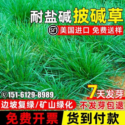披碱草种籽抗风沙耐盐碱矿区复绿