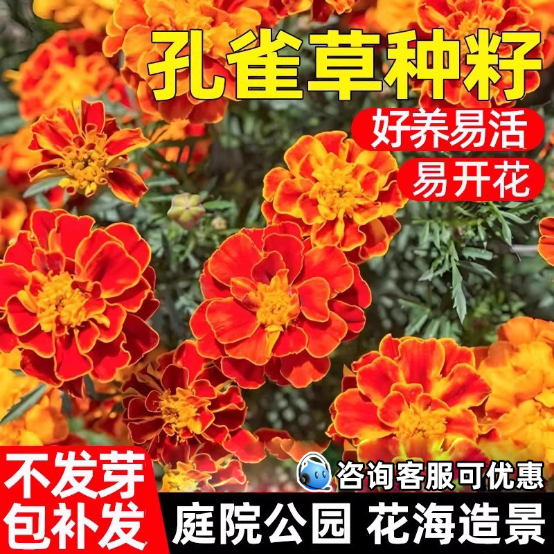 孔雀草花籽庭院公园花海景区野花