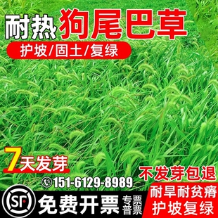 狗尾巴草籽四季常青护坡固土复绿种籽耐旱耐贫瘠绿化工程护坡种子