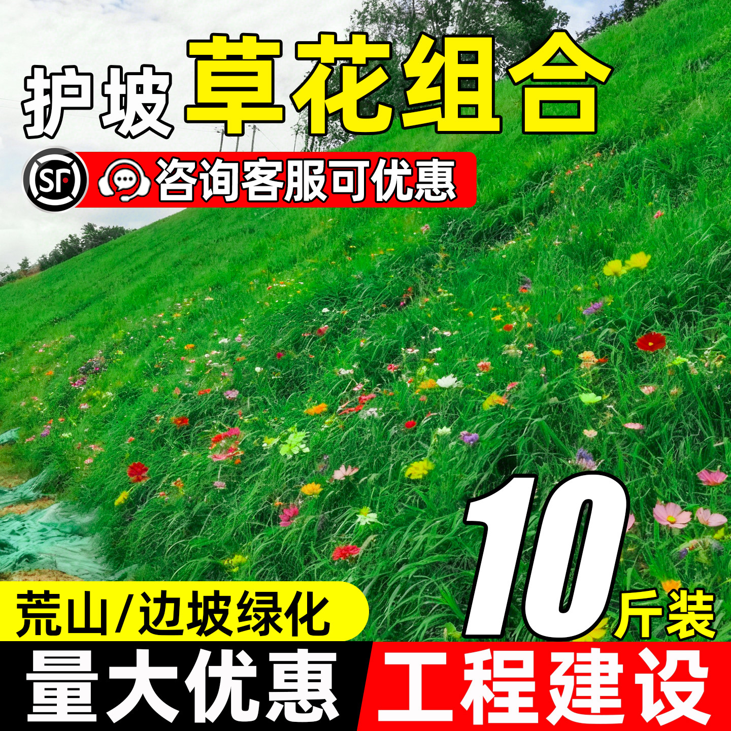 护坡野花组合边坡工程美化草花籽