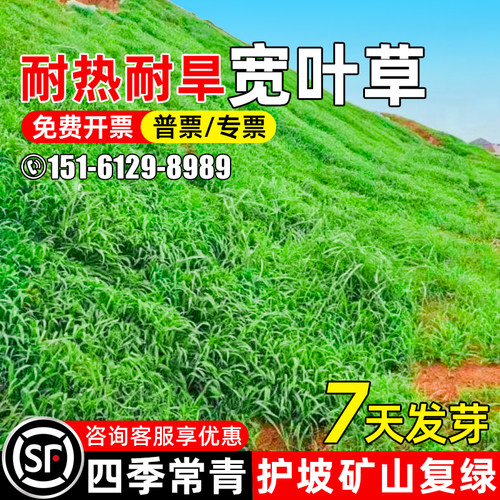 宽叶雀稗护坡固土耐热耐旱四季青