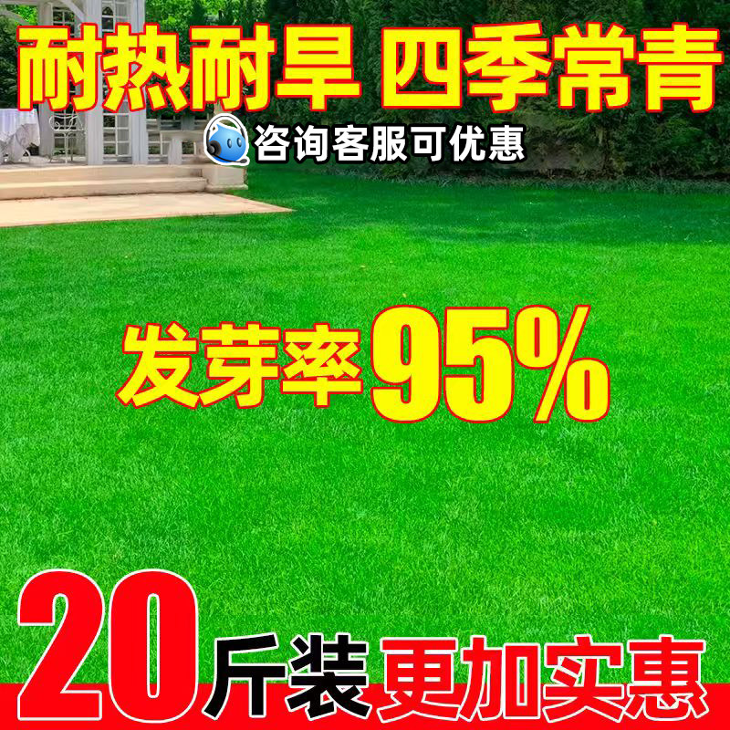 草坪草籽四季常青护坡固土狗牙根庭院地毯草绿化高羊茅黑麦草种子