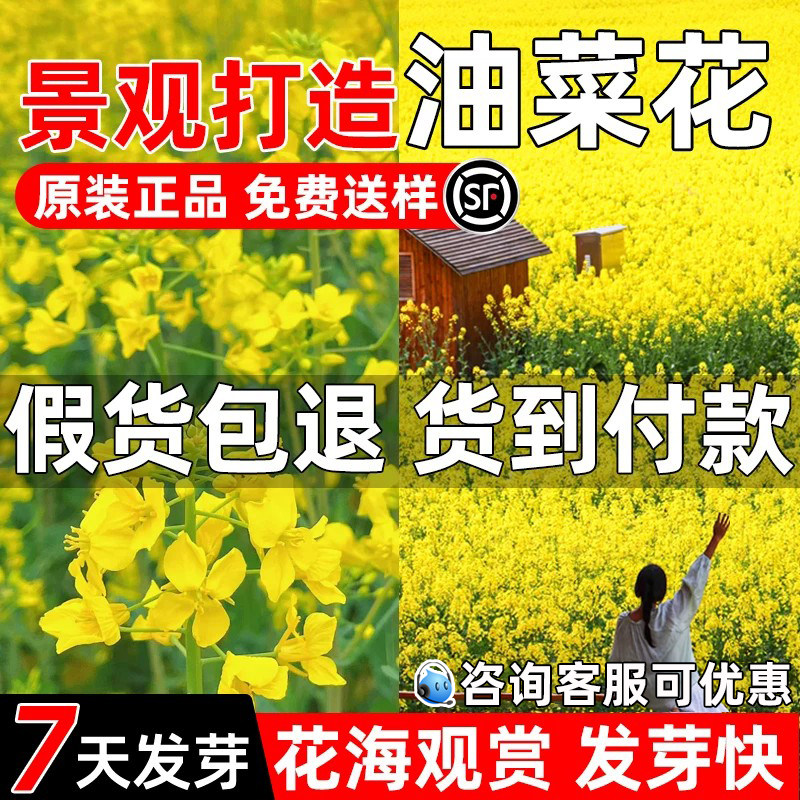 油菜花籽花海景观彩色油菜花高产