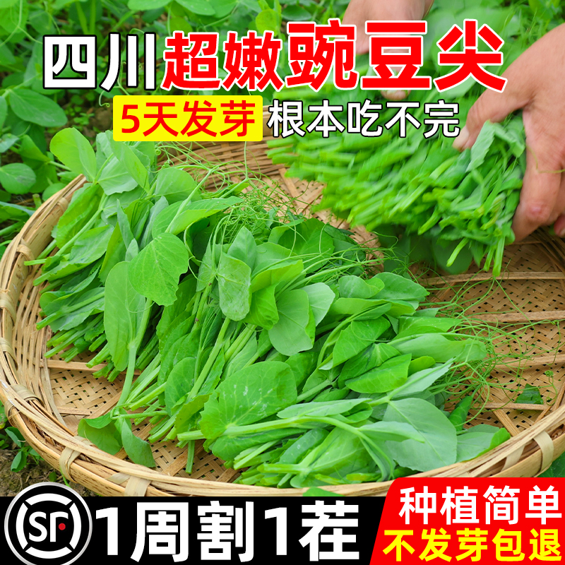豌豆种籽蔬菜种子四季种植豌豆尖