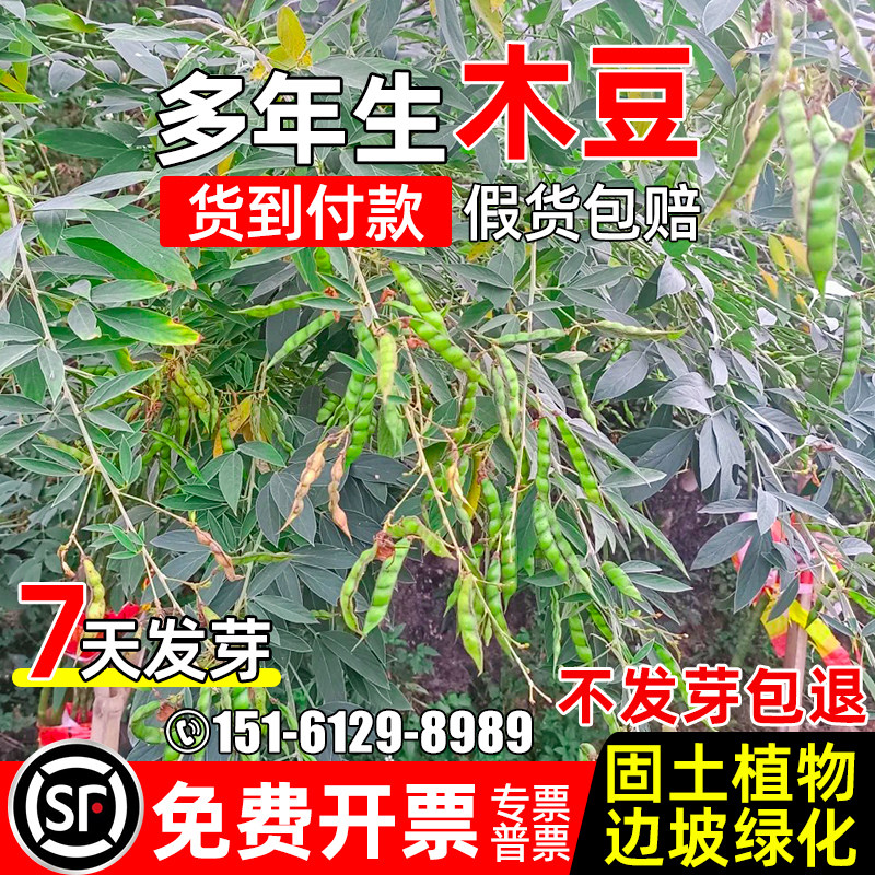 木豆种子多年生护坡固土灌木草籽荒山边坡绿化工程复绿耐旱草种籽