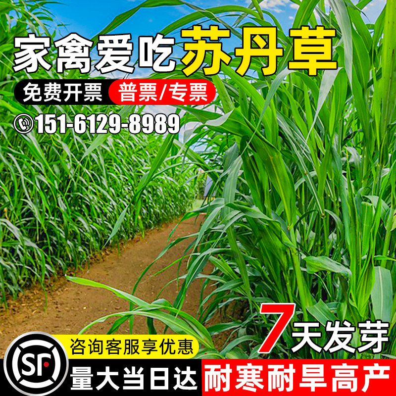 苏丹草四季牧草高产鱼草籽玉米草
