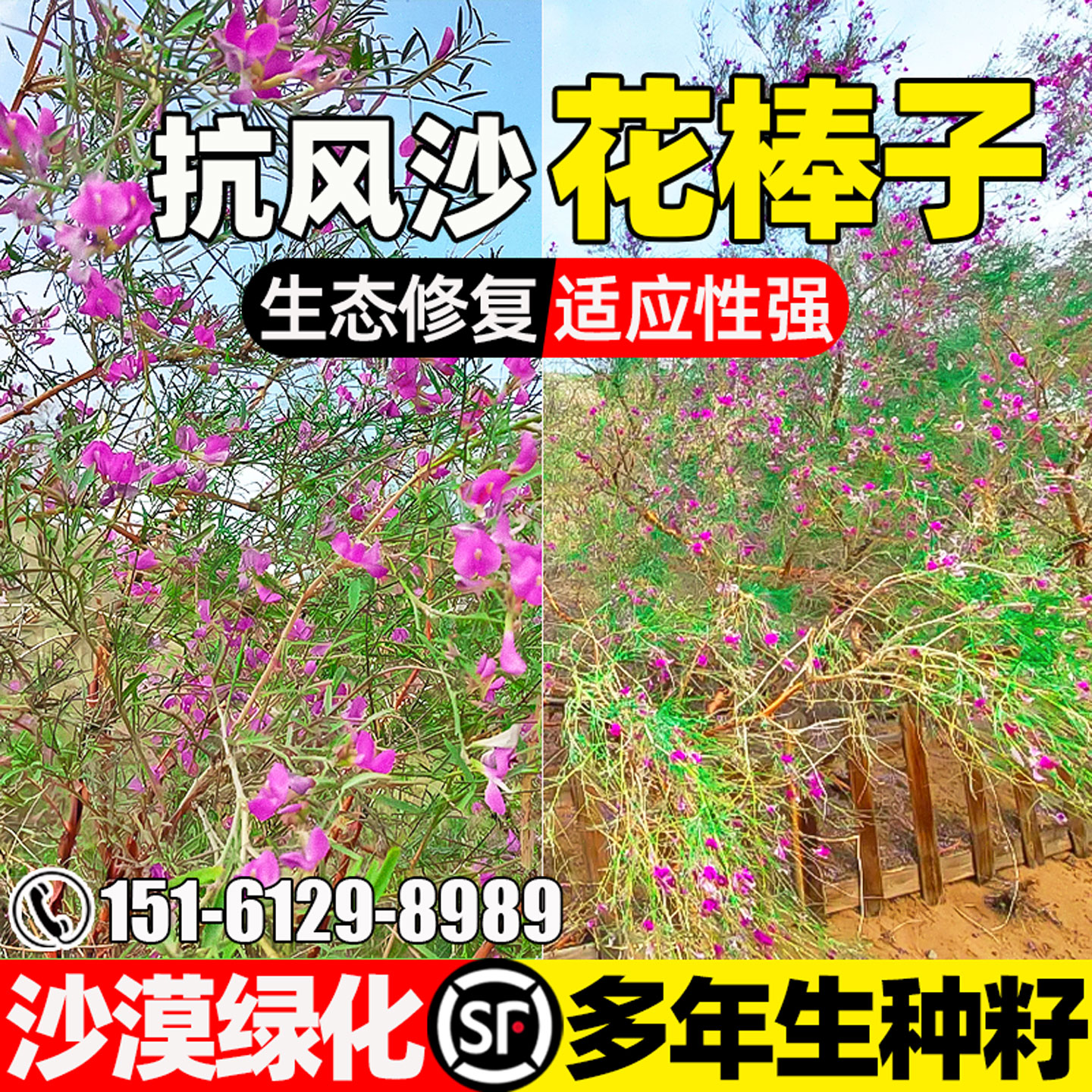 花棒种籽多年生抗风固沙荒漠绿化