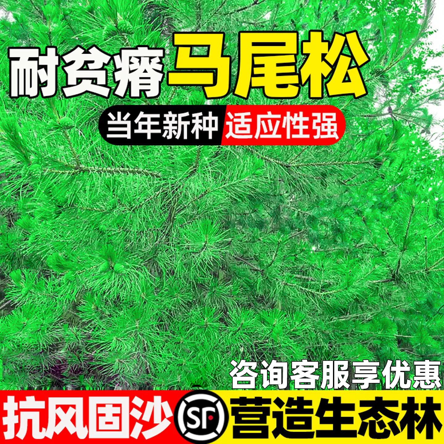 马尾松种籽护坡固土生态修复绿化