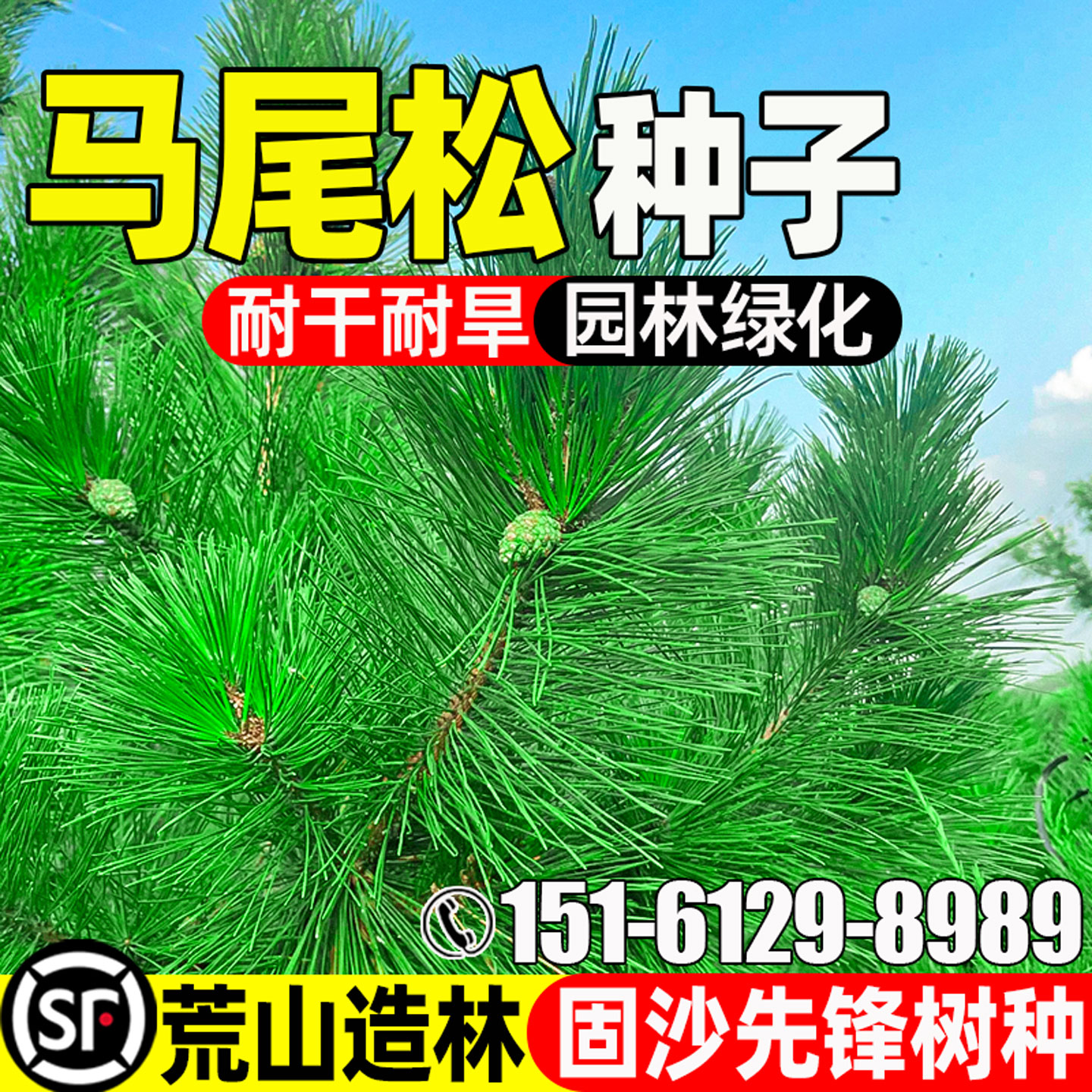 马尾松种籽荒山复绿人工造林绿化