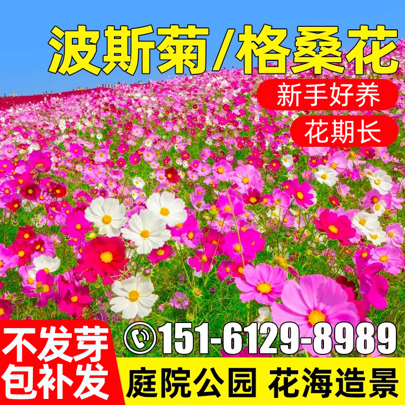 波斯菊花籽格桑花种子四季播种野花组合庭院公园花海景观花卉种籽