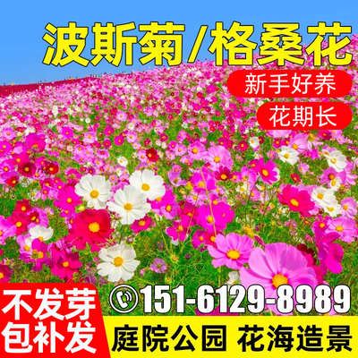 波斯菊种子庭院公园野花组合花海