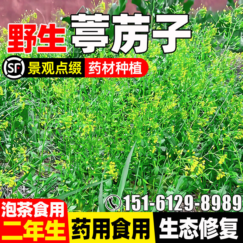 葶苈子种籽云南野生中药材种子可药食两用绿化观赏泡茶中草药草籽