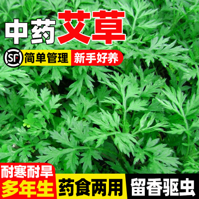 艾草种子驱蚊草草籽药用食用艾叶