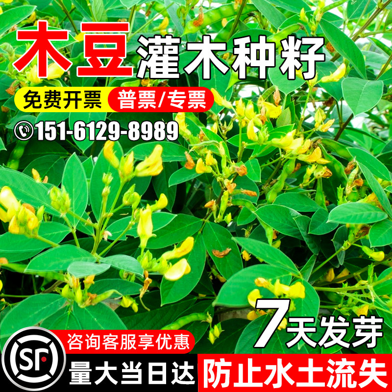 木豆种子多年生护坡固土灌木草籽四季常青工程绿化水土保持草种籽