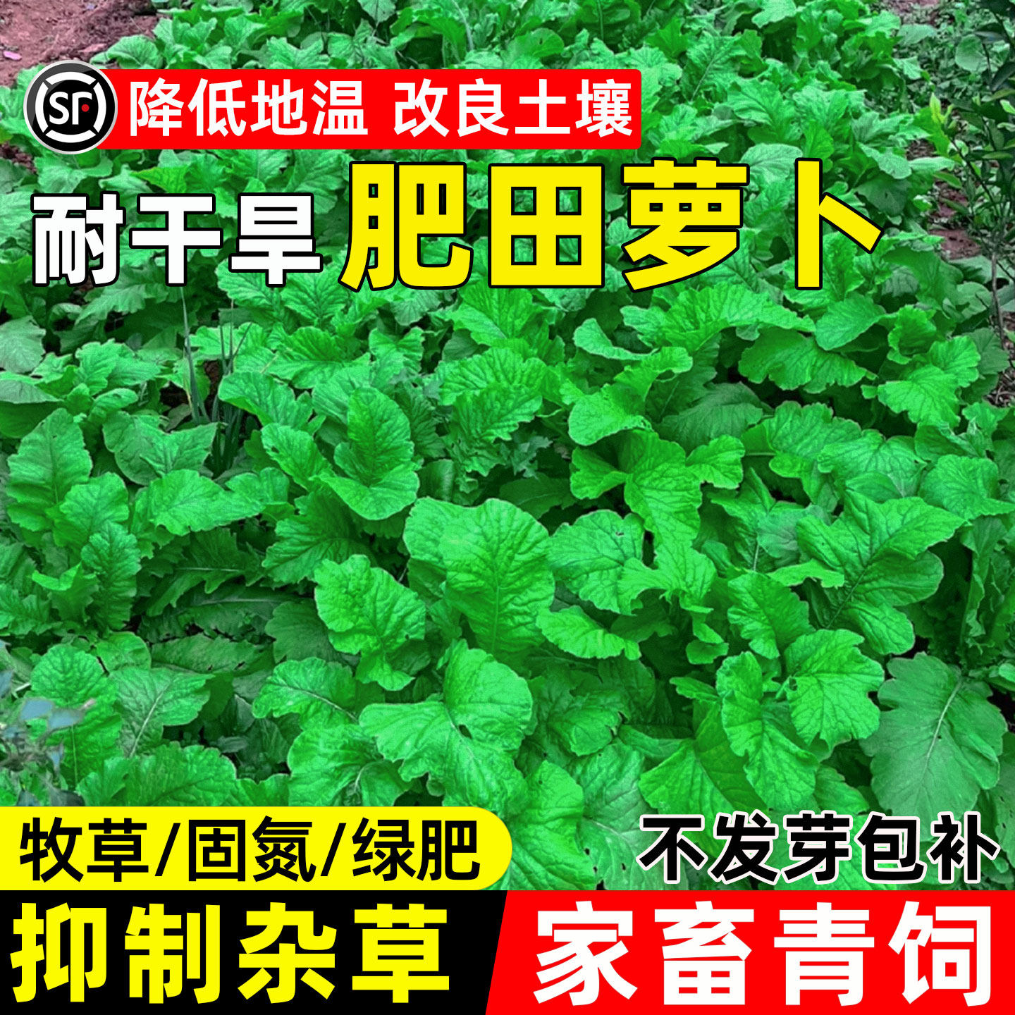 肥田萝卜四季高产果园绿肥多年生