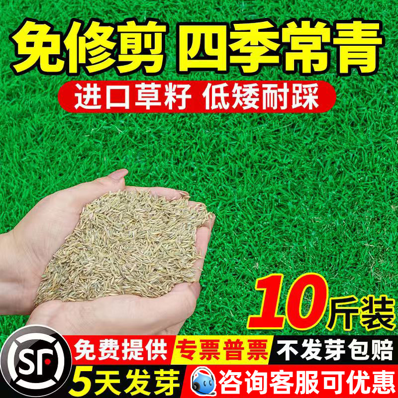 草坪草籽四季常青护坡固土狗牙根庭院地毯草绿化马尼拉黑麦草种子