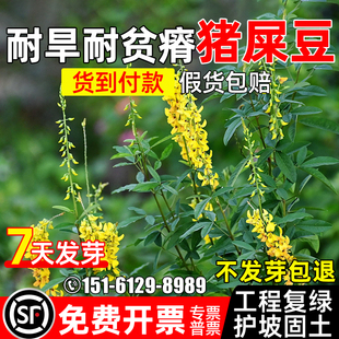 猪屎豆种子工程复绿灌木草籽四季常青生态修复耐寒耐旱耐贫瘠种籽