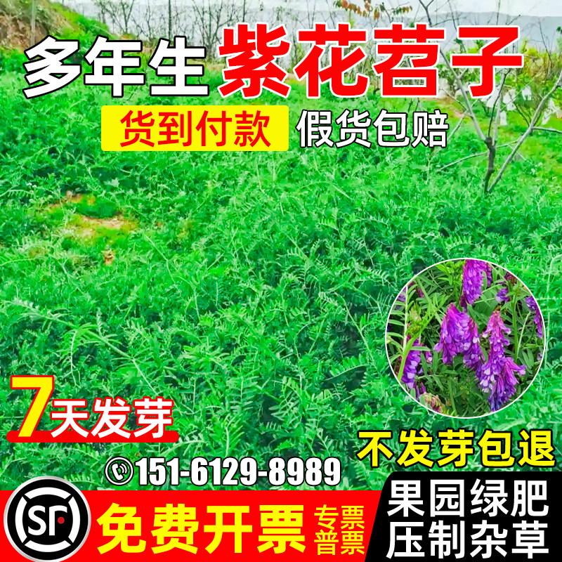 光叶紫花苕子箭舌野豌豆果园绿肥