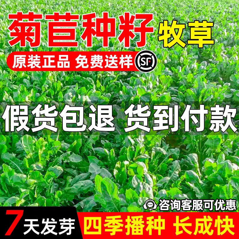 多年生牧草种子大叶菊苣种籽四季