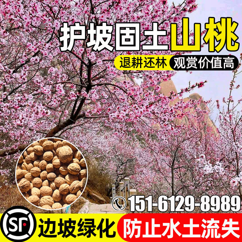 山桃树种籽护坡固土边坡荒山复绿
