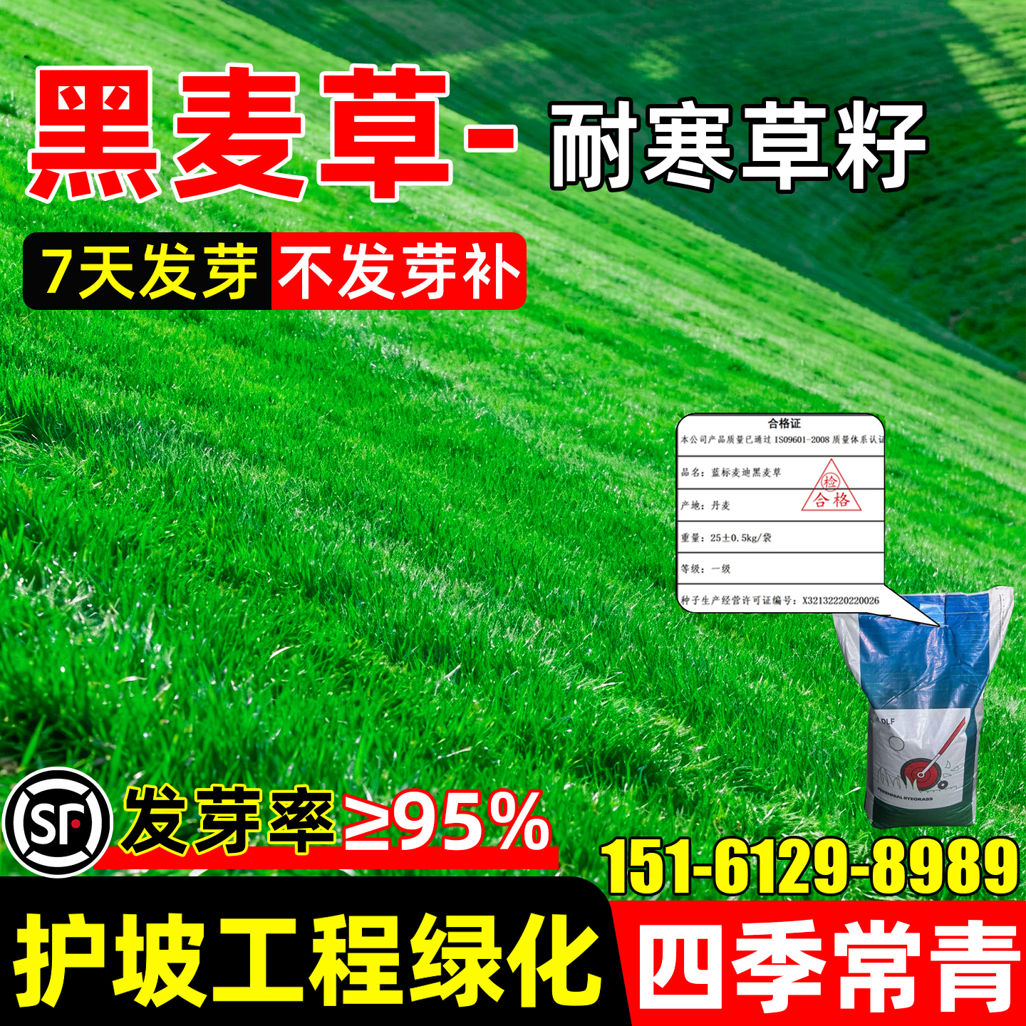 进口蓝标黑麦草四季常青工程绿化