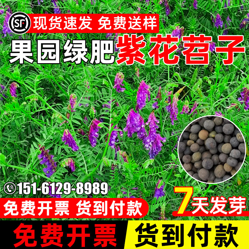 紫花苕子牧草种子果园绿肥多年生