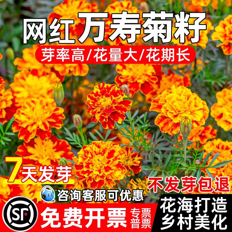 万寿菊花籽耐寒耐旱乡村美化花海