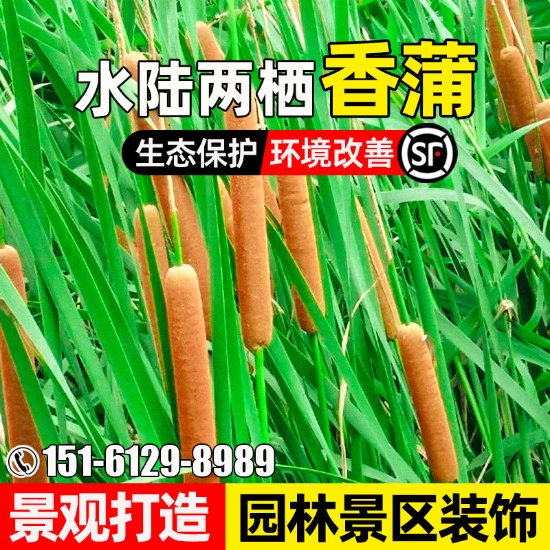 香蒲种子景观绿化花篮装饰绿化