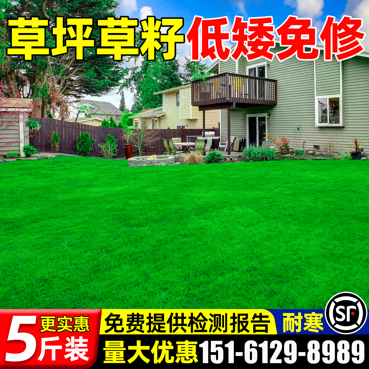 草坪草籽四季常青矮生绿化草种子