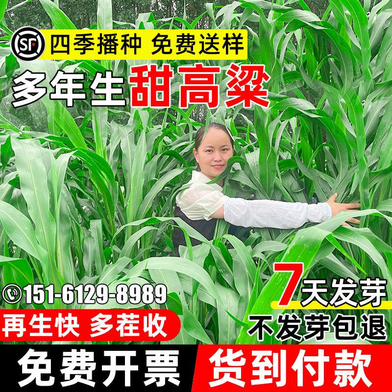 甜高粱种籽多年生牧草种籽高产