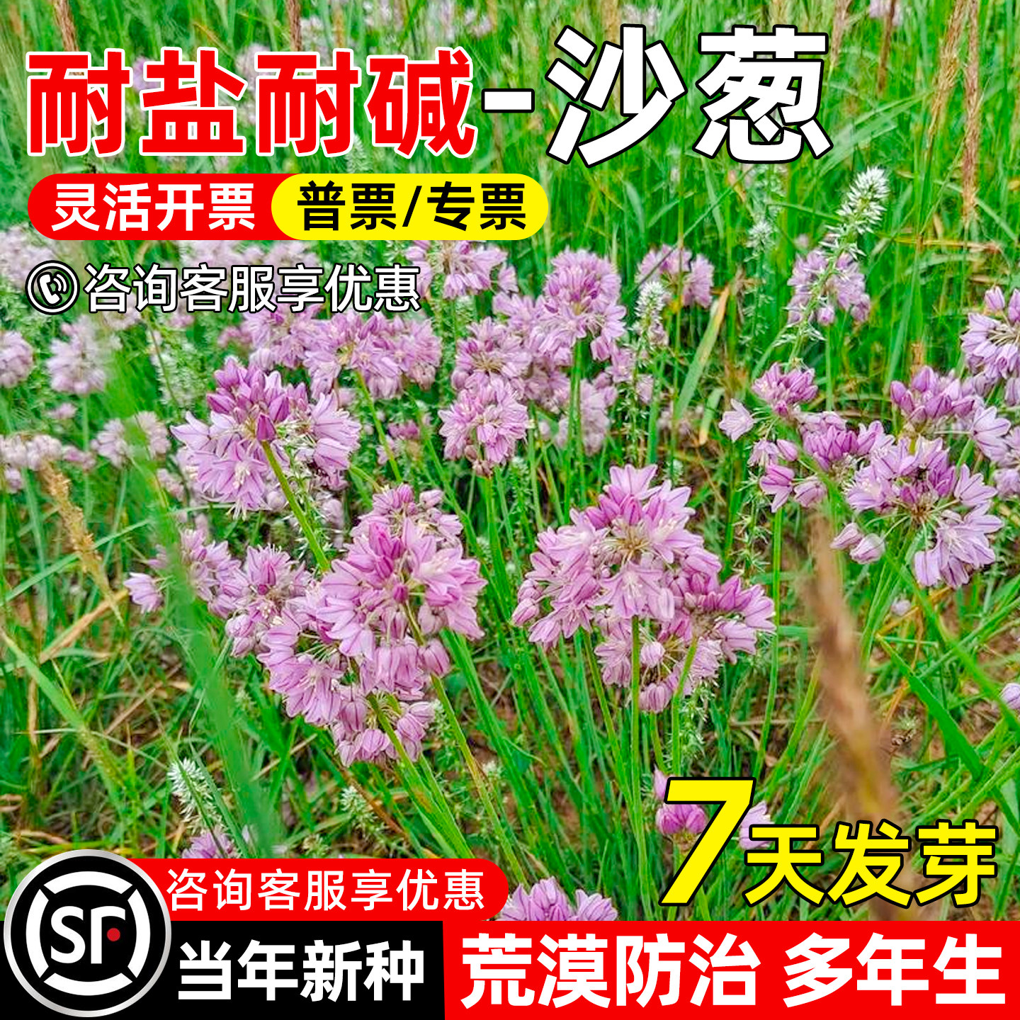 沙葱种子耐贫瘠生态修复工程绿化