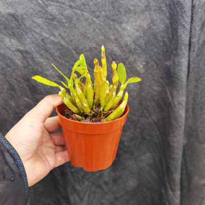 厂销四川甘孜金钗石斛 甘孜藏川金 超稀有品