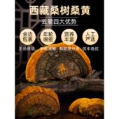 云麓桑树桑黄桑黄枝灵芝片孔菌g500一斤整非云 西藏发桑货RQH