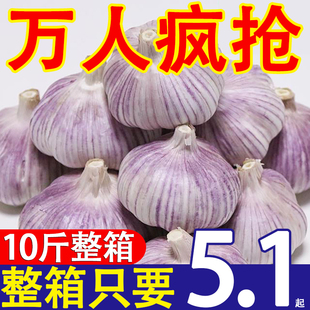 新干蒜5斤大蒜头干大蒜山东金乡批发新鲜蔬菜2 10斤紫皮蒜